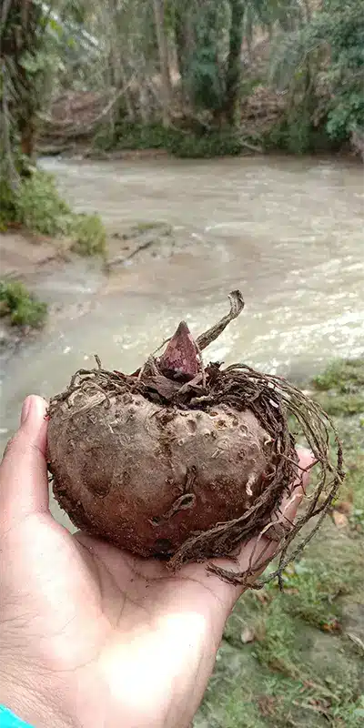konjac plant image
